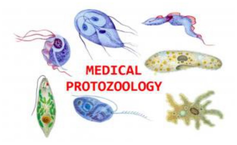 Protozologi