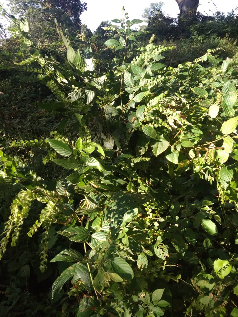 Kultur Jaringan Tumbuhan Obat